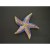 Magnet paintin étoile de mer