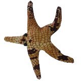 Ani thaï étoile de mer