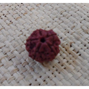 Graine de rudraksha