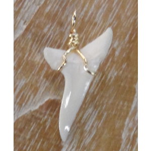 Pendentif dent de requin Mako