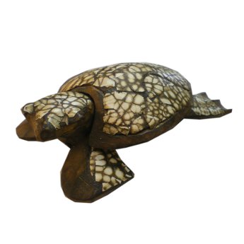 Tortue Moluques L