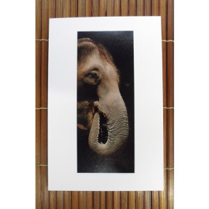 Carte postale éléphant