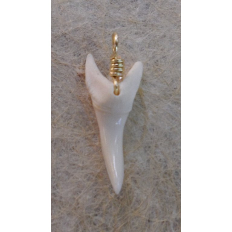 Pendentif dent de requin mako B