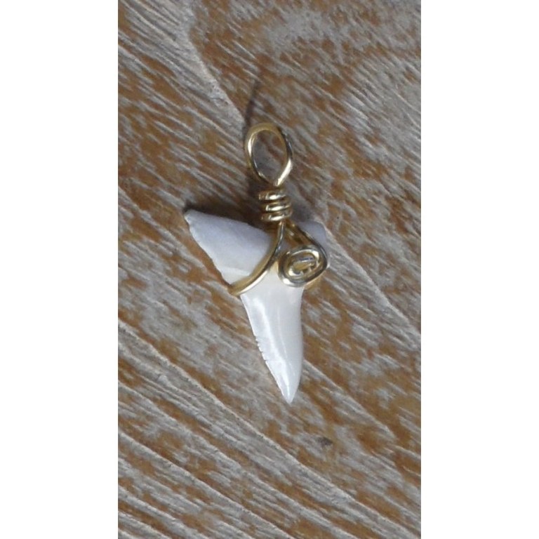 Pendentif 14 dent de requin mako