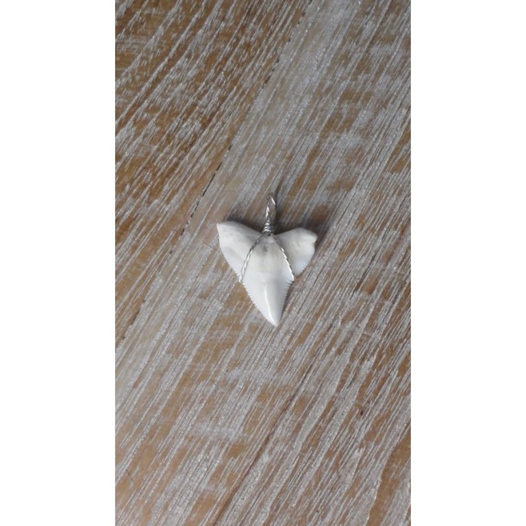 Pendentif 6 dent de requin blanc