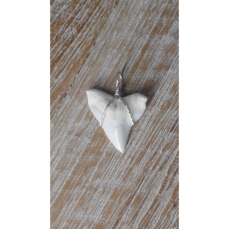 Pendentif 6 dent de requin blanc