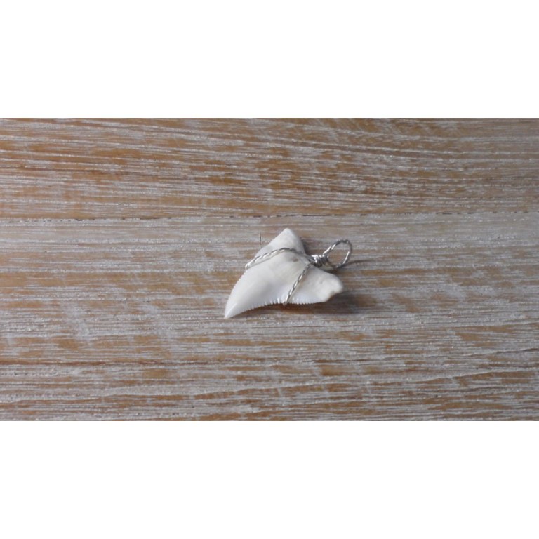 Pendentif 6 dent de requin blanc