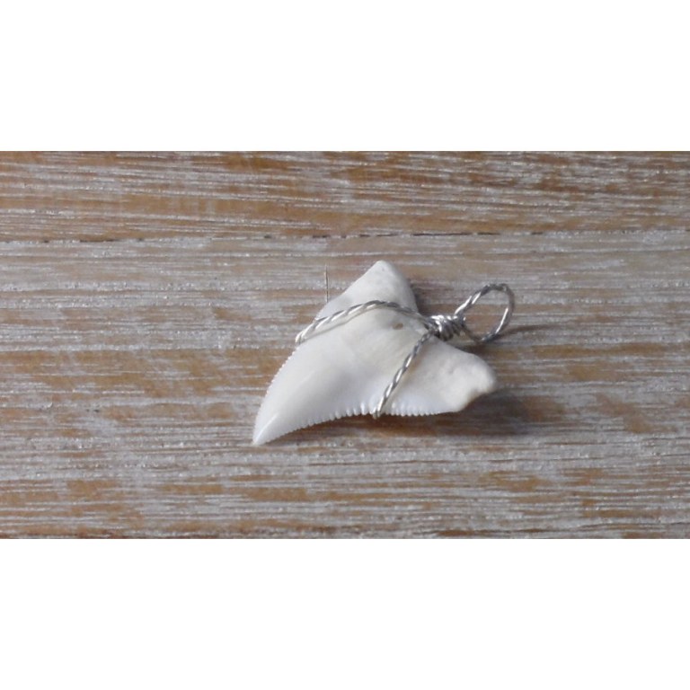 Pendentif 6 dent de requin blanc