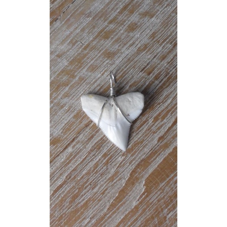 Pendentif dent de requin blanc 10