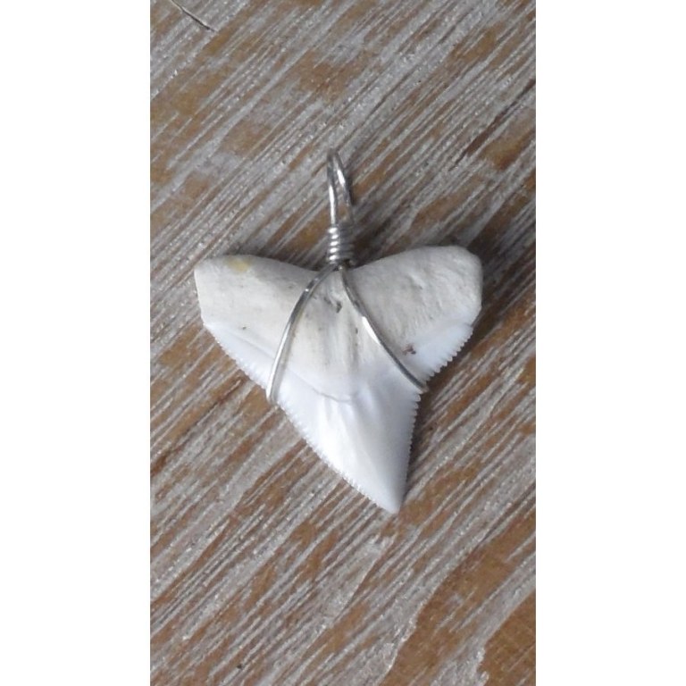 Pendentif dent de requin blanc 10