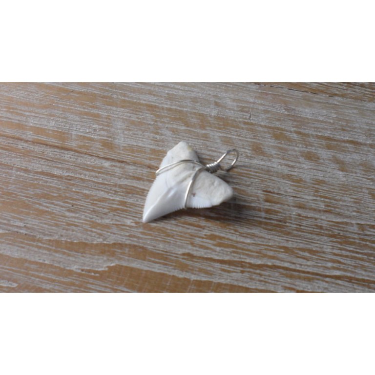 Pendentif dent de requin blanc 10