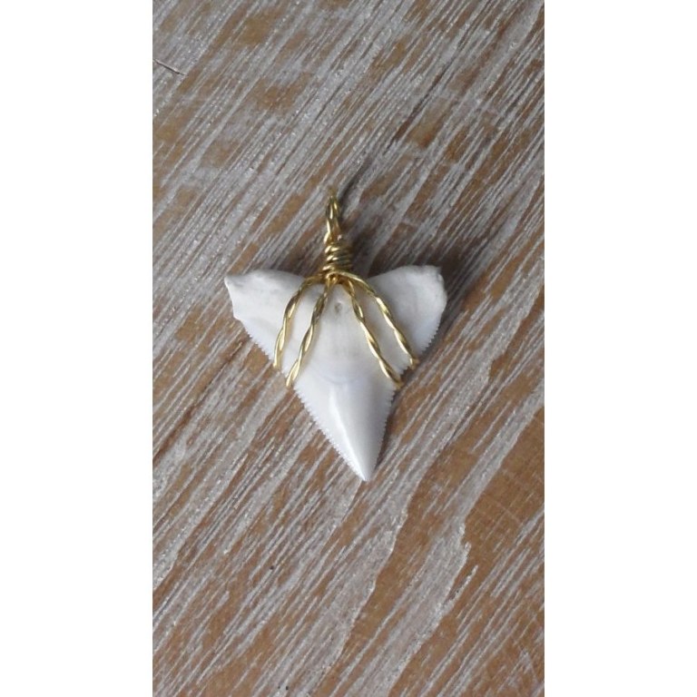 Pendentif dent de requin blanc 13