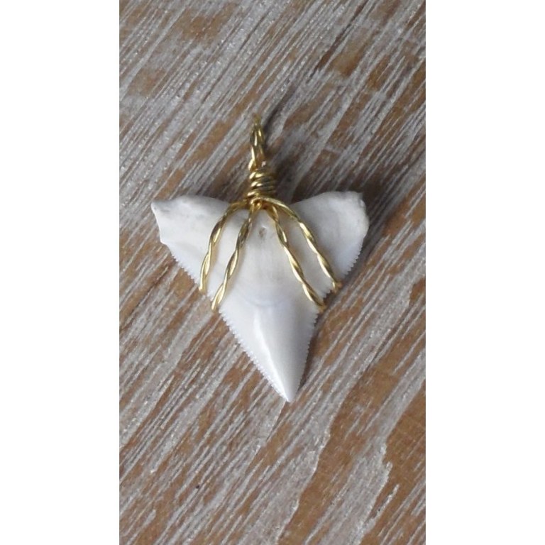 Pendentif dent de requin blanc 13