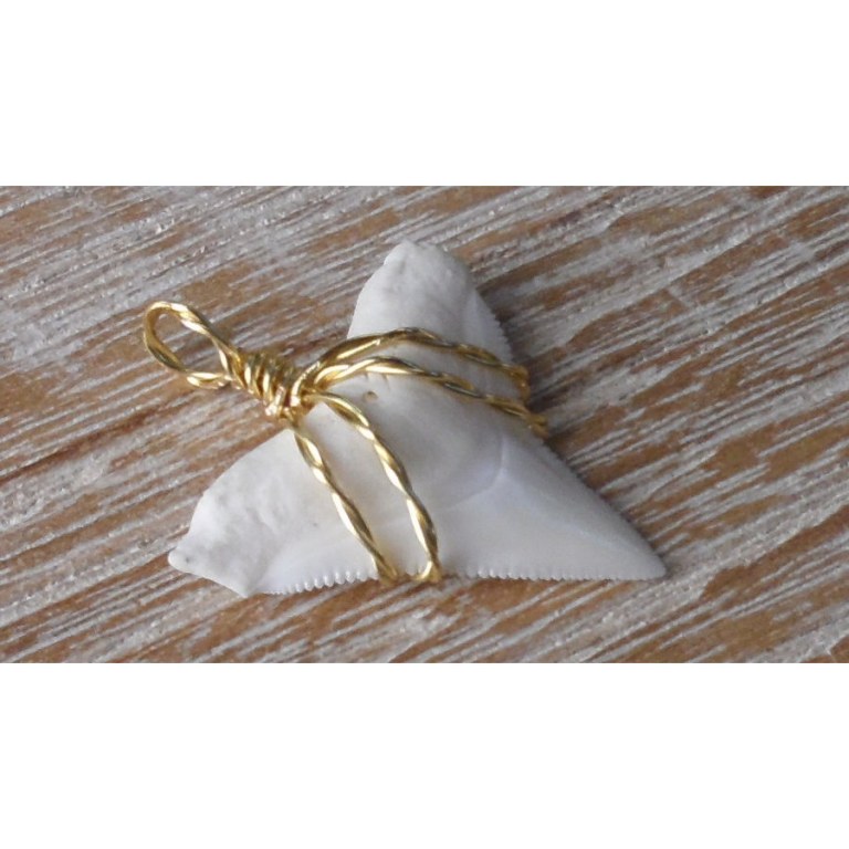 Pendentif dent de requin blanc 13