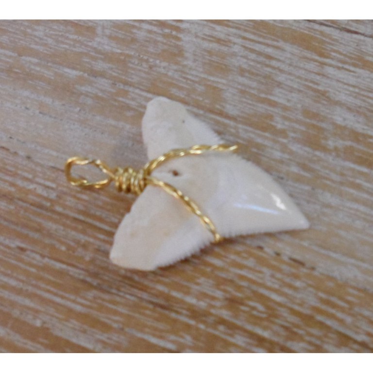 Pendentif B dent de requin blanc