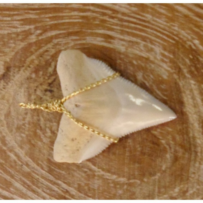 Pendentif E dent de requin blanc