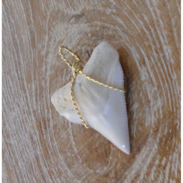 Pendentif E dent de requin blanc