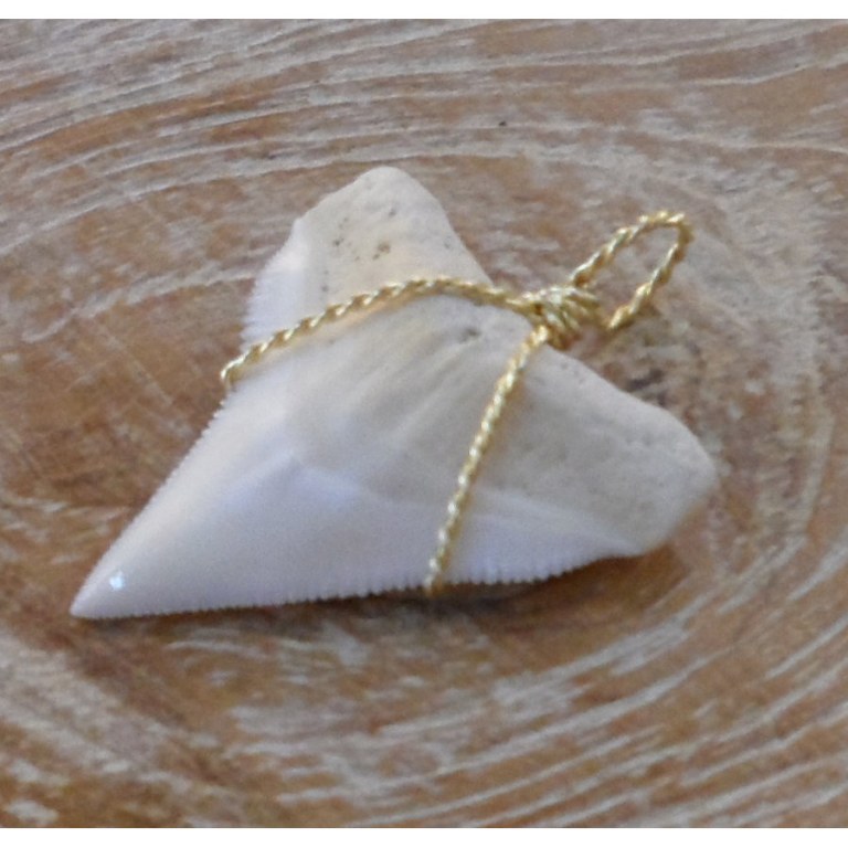 Pendentif E dent de requin blanc