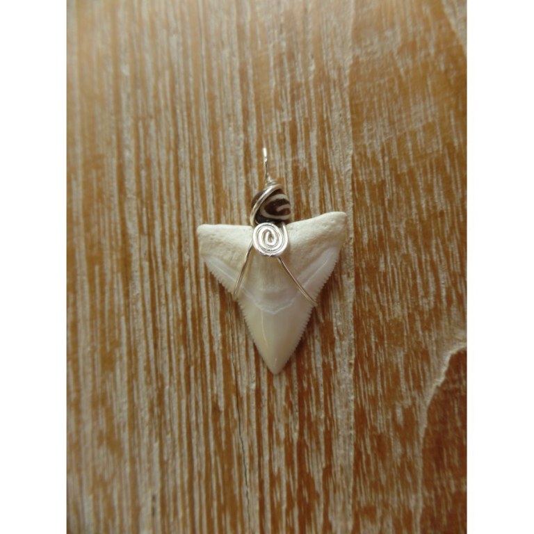 Pendentif dent de requin B4