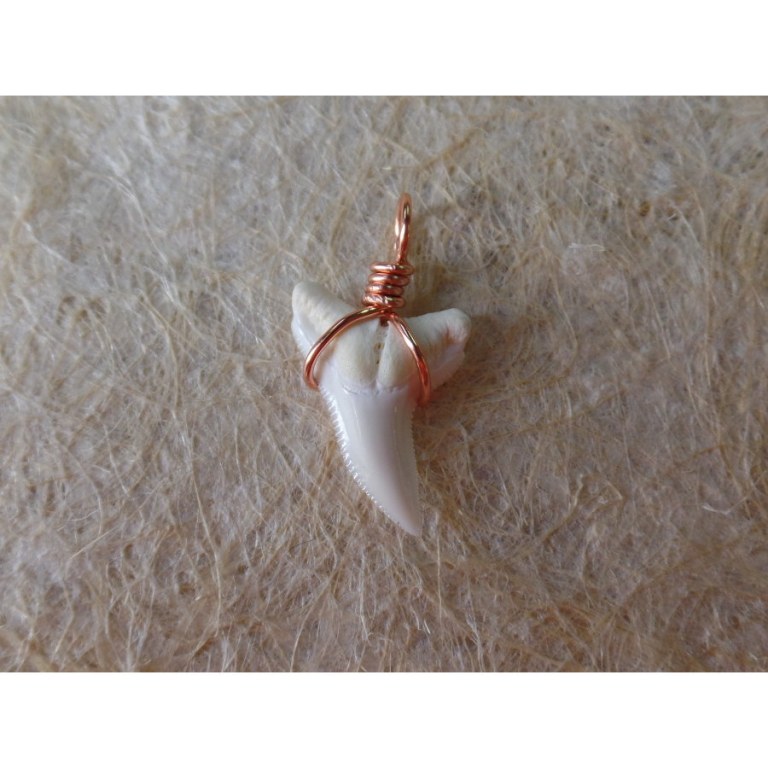 Pendentif petite dent de requin blanc 1