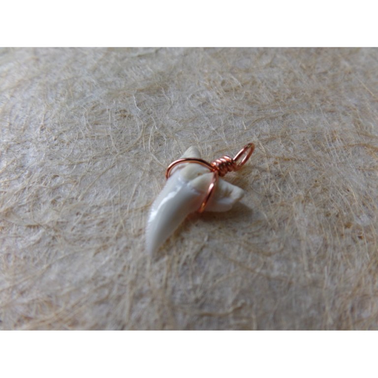 Pendentif petite dent de requin blanc 1