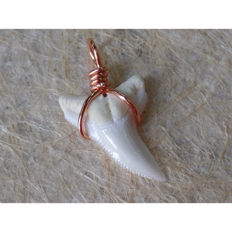 Pendentif petite dent de requin blanc 1