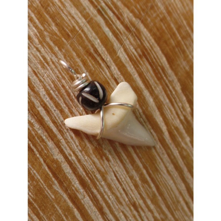 Pendentif dent de requin M6