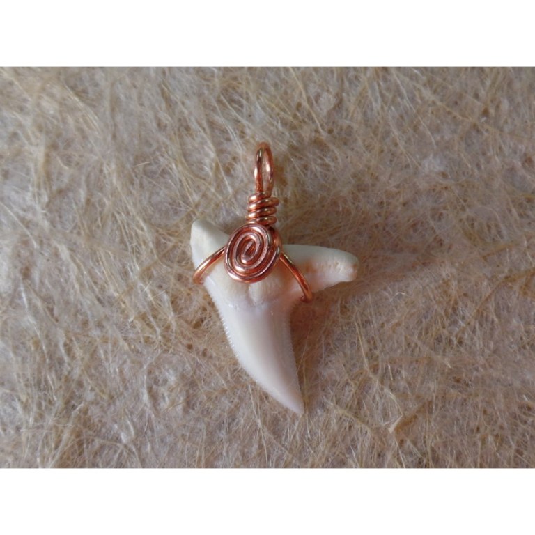 Pendentif petite dent de requin blanc 10