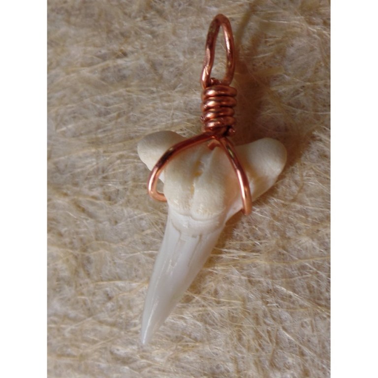 Pendentif B4 dent de requin blanc 