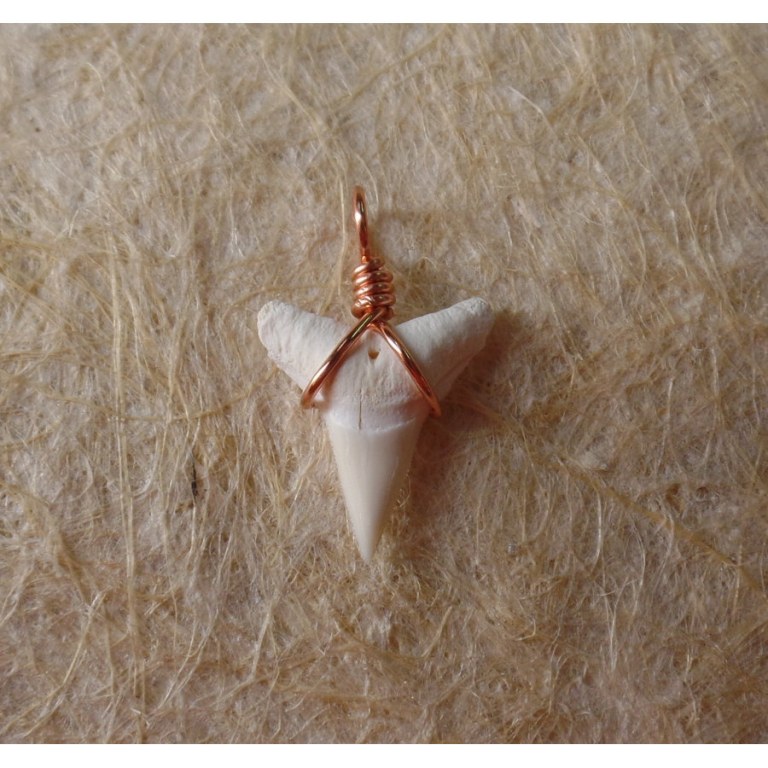 Pendentif B7 dent de requin blanc 