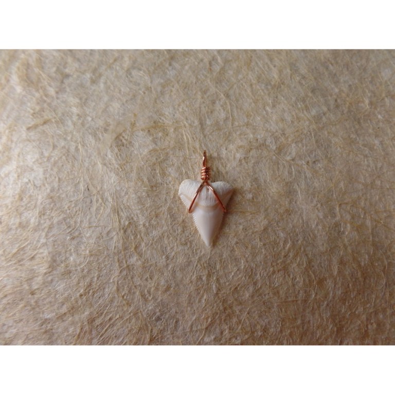 Pendentif B30 dent de requin blanc 