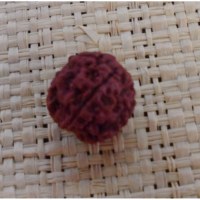 Graine de rudraksha