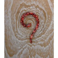 Dilatateur 3 serpent rouge