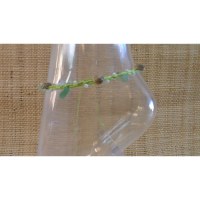 Bracelet de cheville vert pistache coquillages