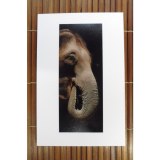 Carte postale éléphant