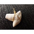 Pendentifs dent de requin