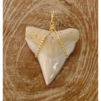 Pendentif E dent de requin blanc