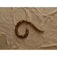 Elargisseur d'oreille ? vert