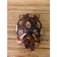 Tortue Kalimantan 6