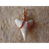 Pendentif B20 petite dent de requin blanc 